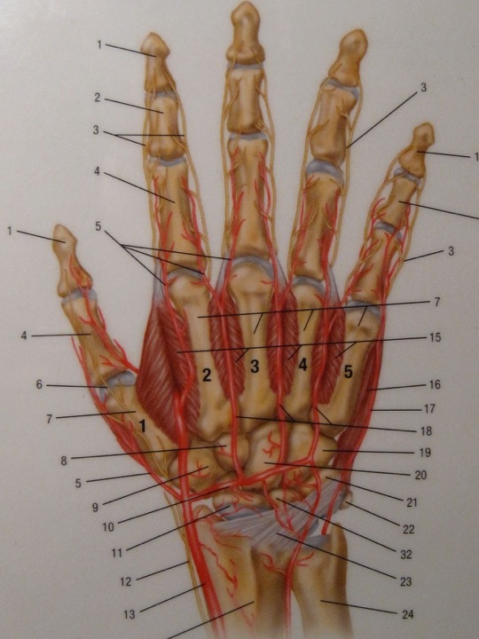Anatomie der Hand